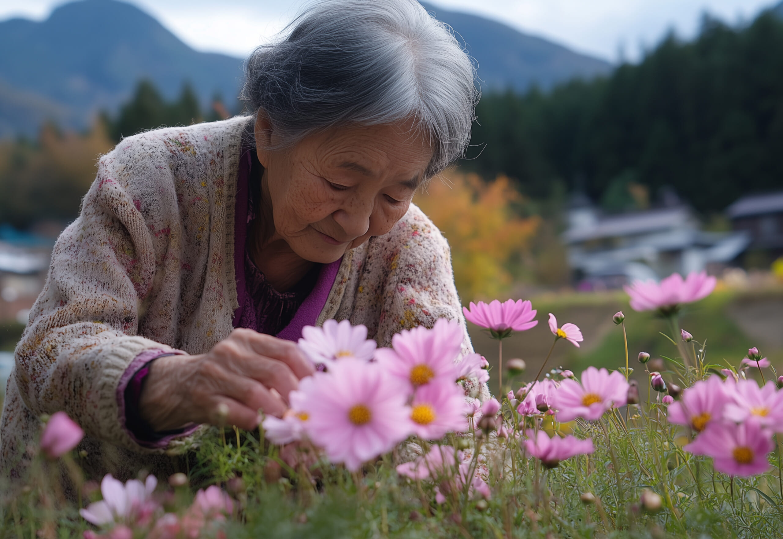 コスモスの花を育てる高齢女性